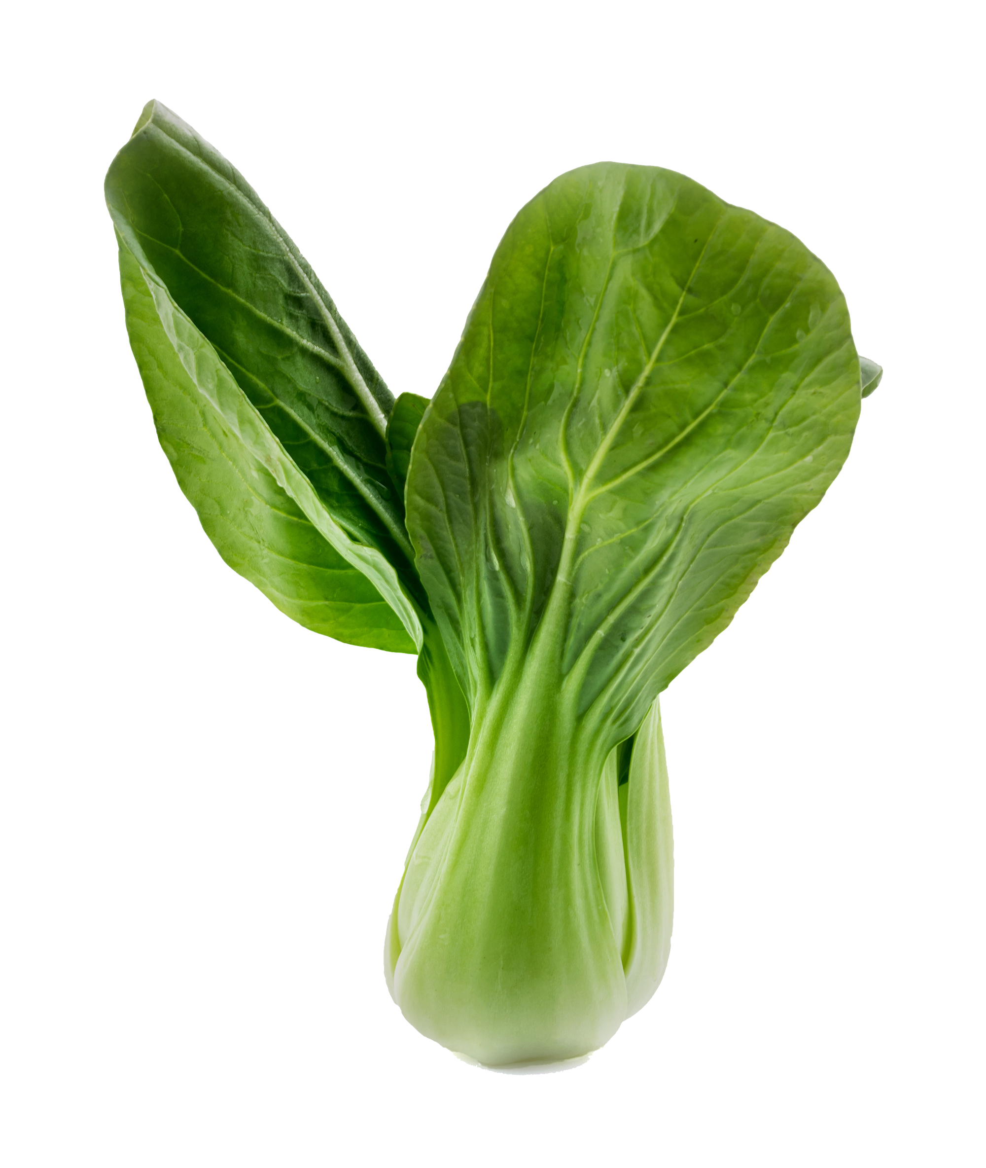 Pak-Choi-isolated