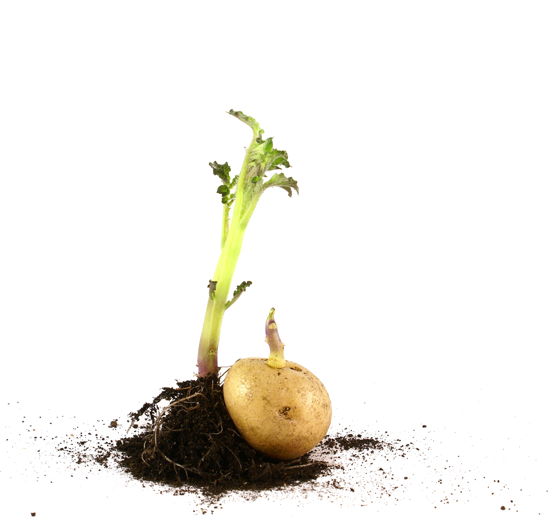 Seed-potato